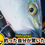 Yellowtail on the line !!