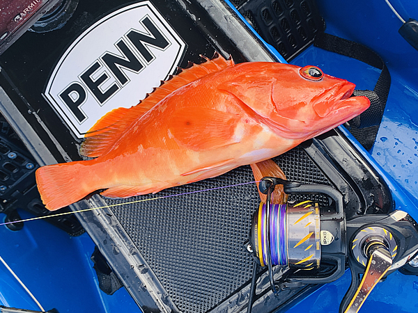 鎌倉で根魚、アカハタを釣る