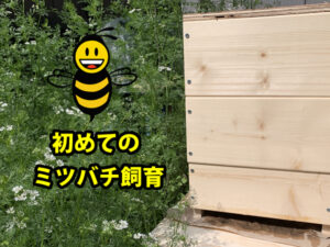 ミツバチ飼育、初心者の記録