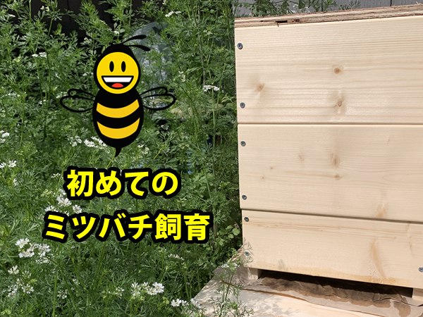 ミツバチ飼育、初心者の記録