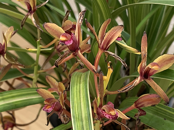 キンリョウヘンの花が終わりそう