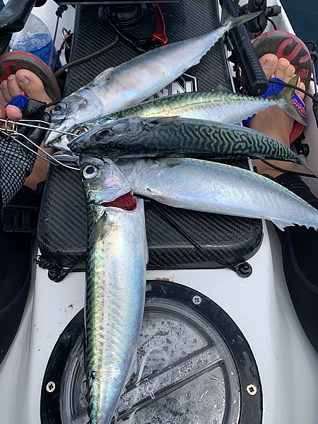 サバが釣れる
