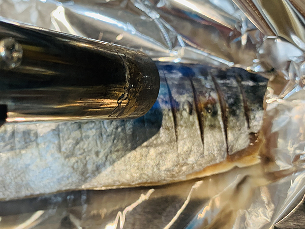 釣った鯖を締め鯖にして、炙って食べる