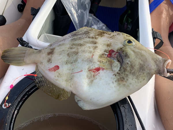 カワハギは釣りたては体が白い？