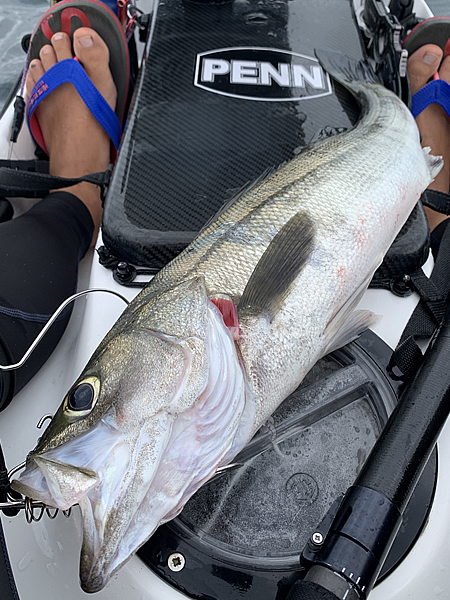 逗子でシーバスを釣る
