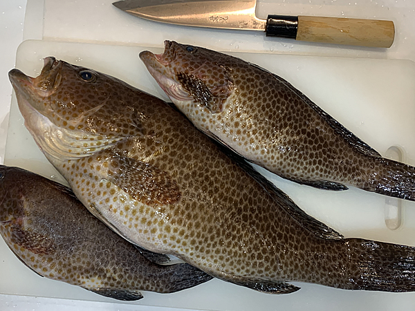 大きいサイズのオオモンハタが釣れた