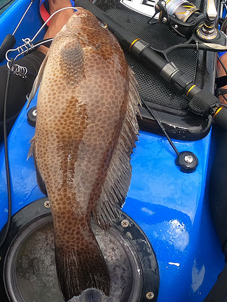 カヤックでオオモンハタを釣る