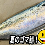 夏のゴマ鯖は嬉しい！