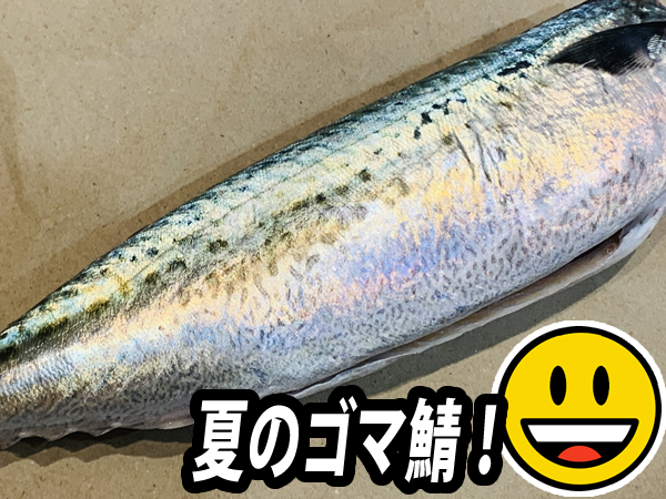 夏のゴマ鯖は嬉しい！