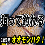 狙って釣れる！オオモンハタ