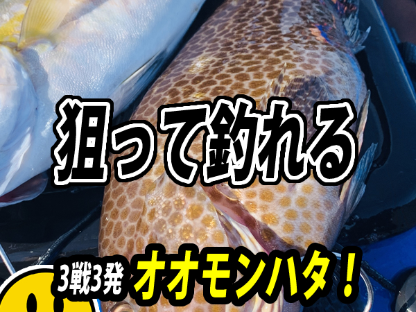 狙って釣れる！オオモンハタ