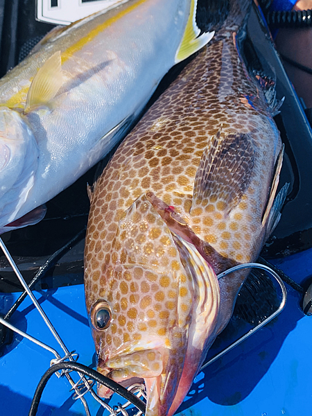カヤックから釣り上げたオオモンハタ、相模湾、鎌倉沖