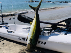 外房でヒラマサ釣り