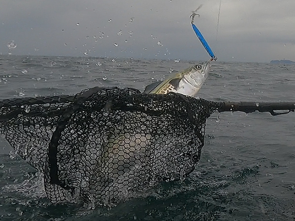 相模湾でサゴシが良く釣れるシーズン