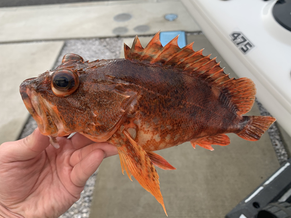珍しくカサゴも釣れる