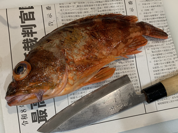 釣ったカサゴを捌く