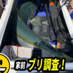 相模湾でブリを釣る