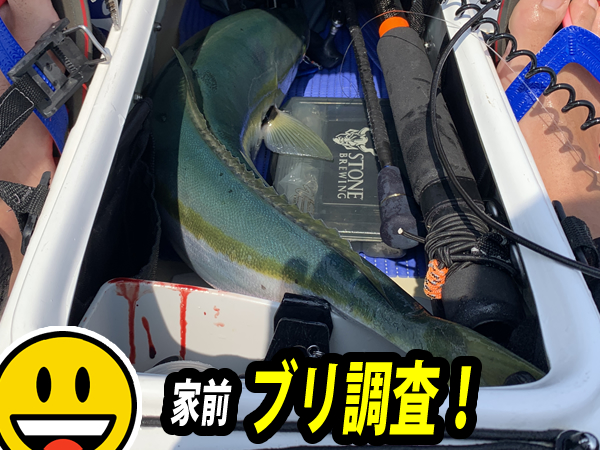 相模湾でブリを釣る