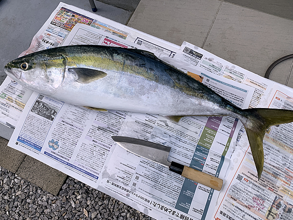 帰宅して直ぐにブリを捌く
