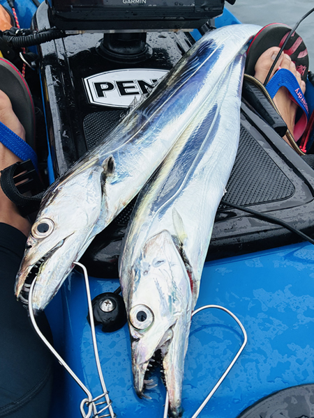 今シーズン（2026年）初の太刀魚を相模湾で釣る