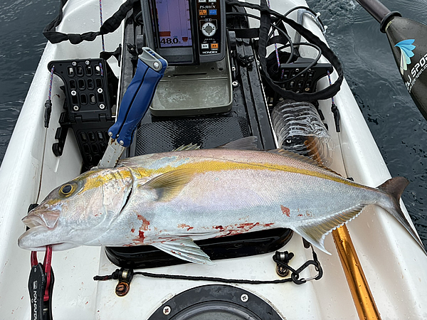 外房でカンパチを釣る