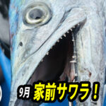 相模湾でサワラを釣る