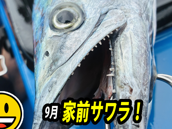 相模湾でサワラを釣る