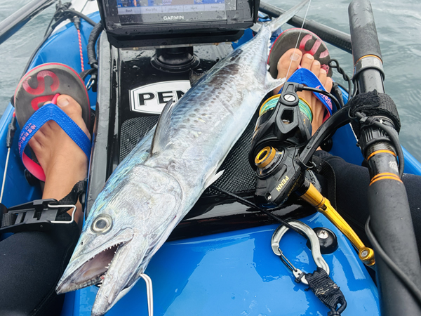 相模湾でサワラ（鰆）を釣る