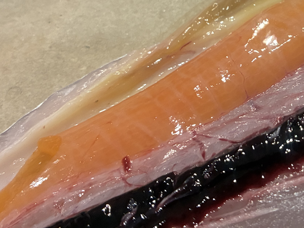 釣ったサワラのお腹に魚卵が確認出来ました
