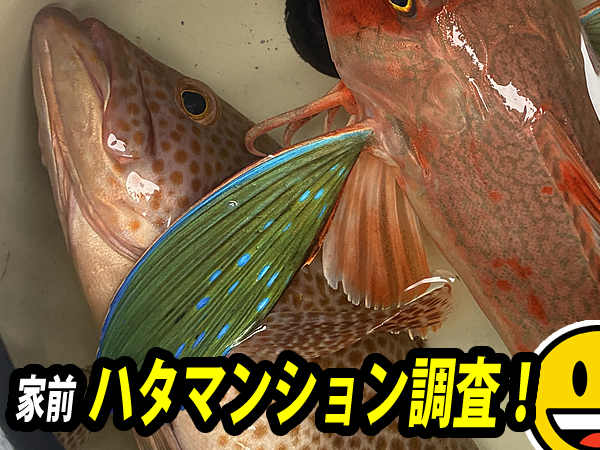 根魚・ハタ釣りを狙うカヤックフィッシング
