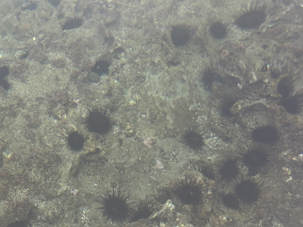 沢山のウニを確認