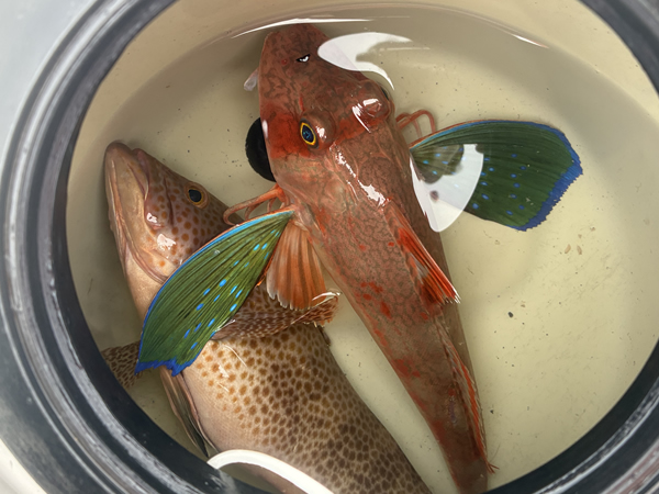 鎌倉沖で釣れた根魚