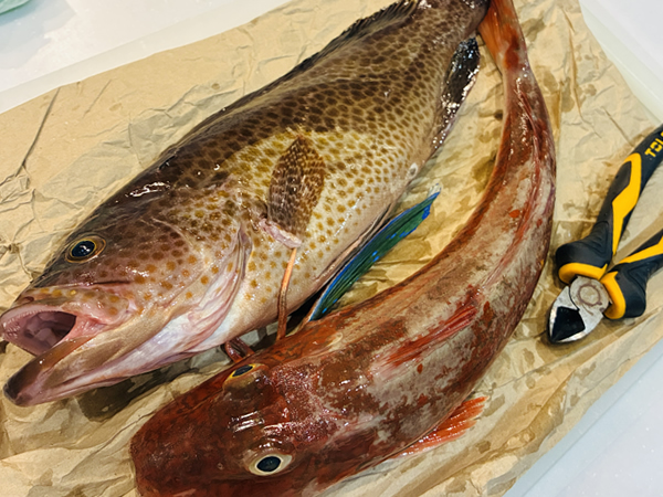 良いサイズのオオモンハタとホウボウ