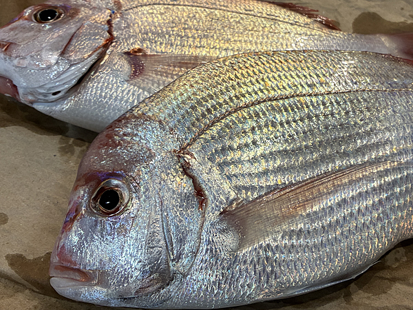 チダイ（血鯛）も釣れる