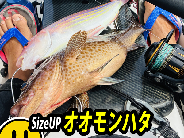 先週より大きなオオモンハタを釣る