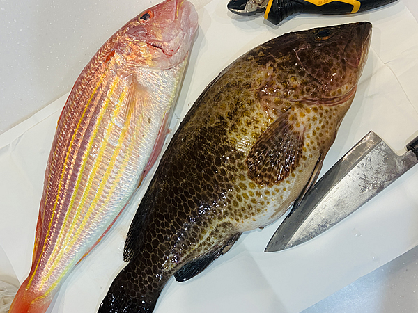 釣ってきたイトヨリダイとオオモンハタを捌く